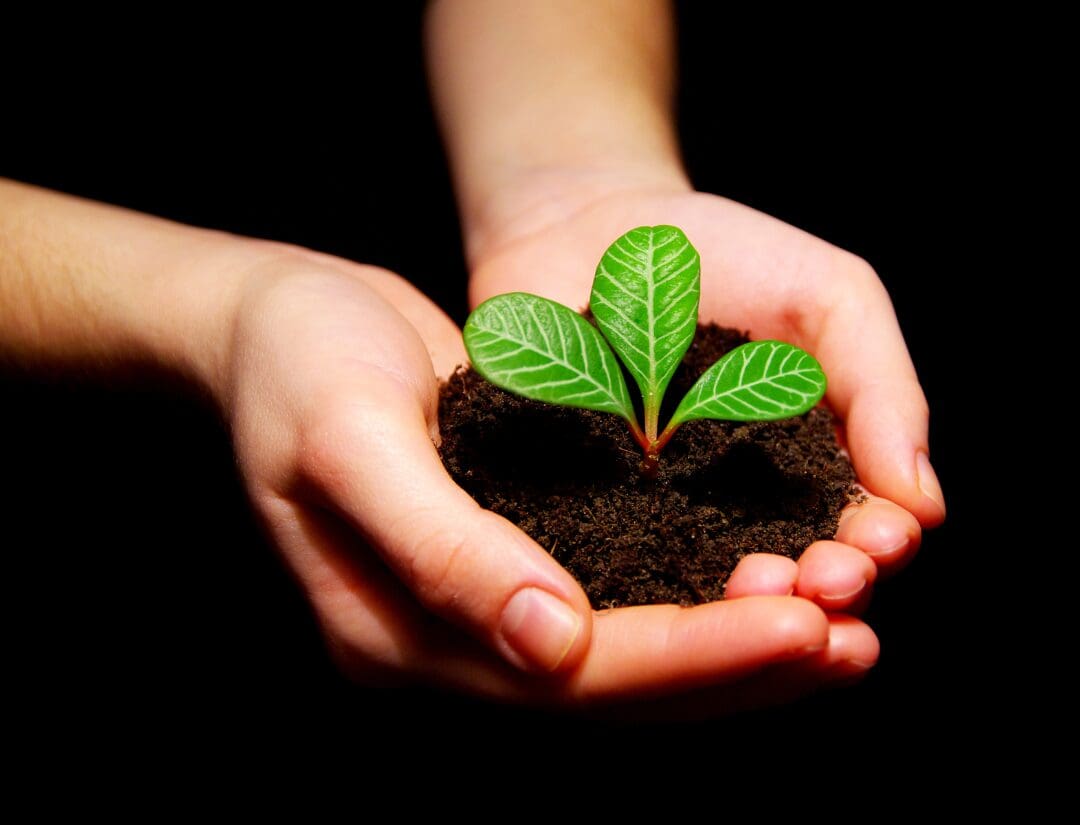 A person holding dirt with a plant in it.