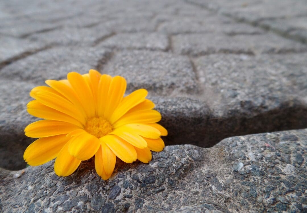 A yellow flower sitting on the ground near a hole.