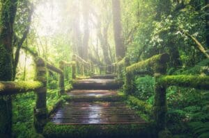 A wooden bridge in the middle of a forest.