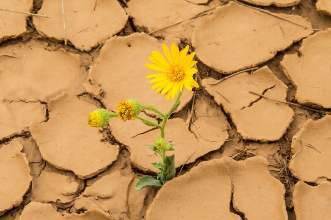 A yellow flower growing in the middle of dry ground.