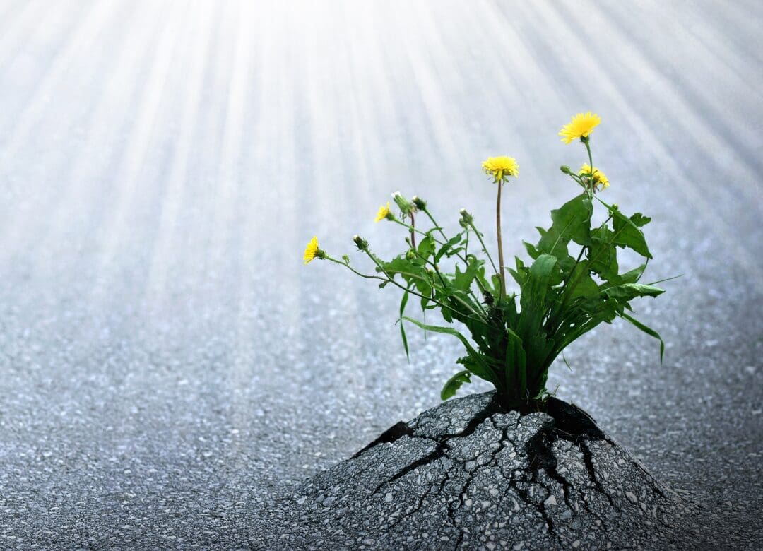 A plant growing out of the ground on top of asphalt.