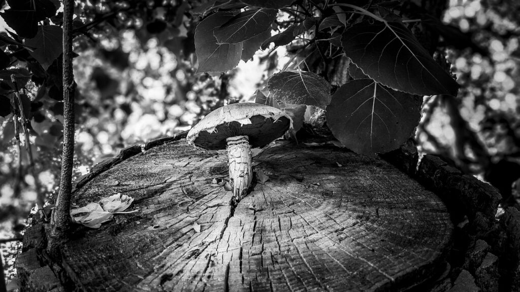 A mushroom sitting on top of a tree stump.