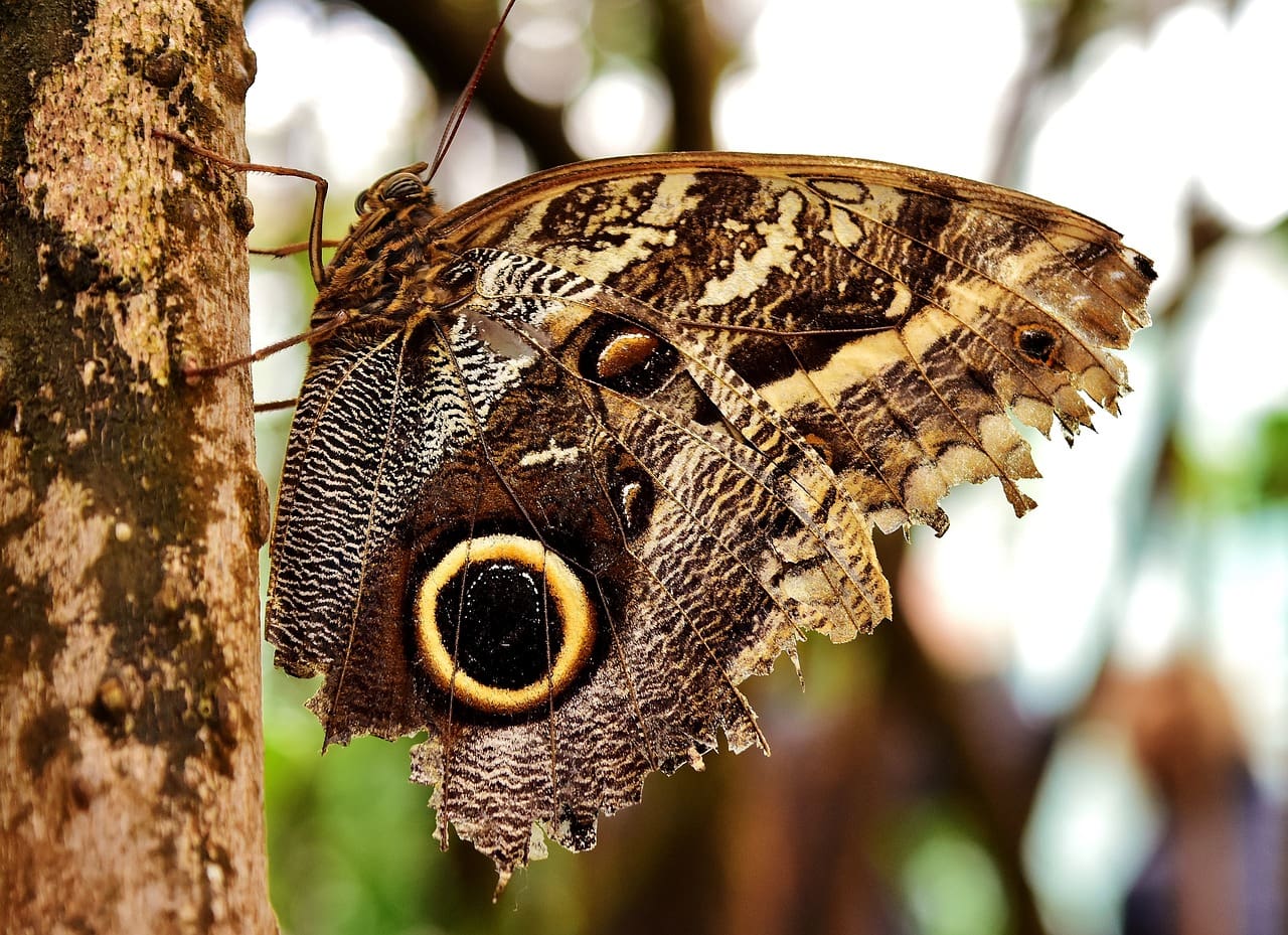 A butterfly with yellow eyes sitting on the side of a tree.