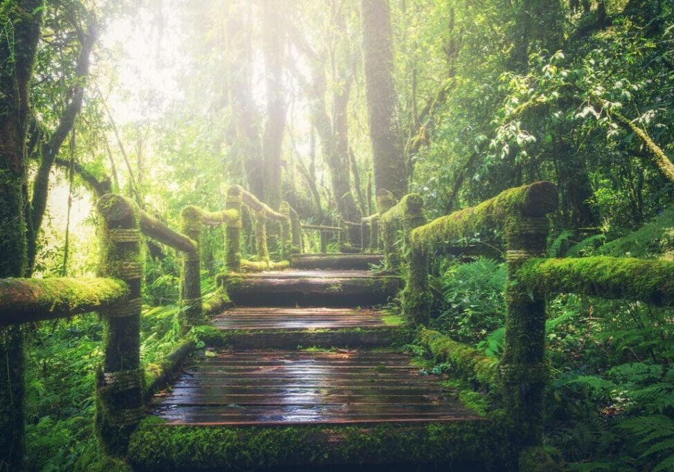 A wooden bridge in the middle of a forest.