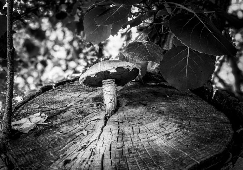 A mushroom sitting on top of a tree stump.